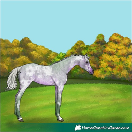 Horse Color:Watercolor Silver Brown Ice Roan 