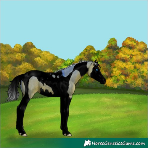 Horse Color:Void Watercolor Silver Brown Dun Splash Tobiano Rabicano