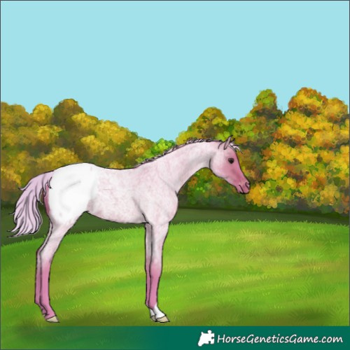 Horse Color:Watercolor Silver Brown Roan Dun Appaloosa 