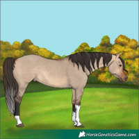 Horse Color:Bay Dun Tobiano