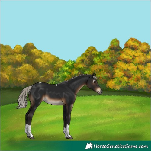 Horse Color:Gray Silver Brown Tobiano 