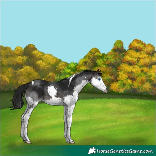 Horse Color:Gray Brown Splash Tobiano 