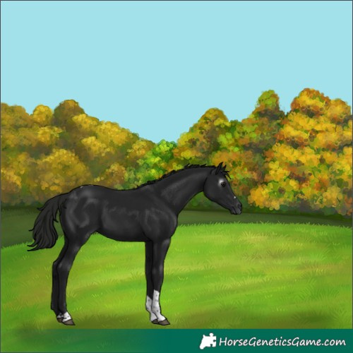 Horse Color:Gray Smoky Black Tobiano