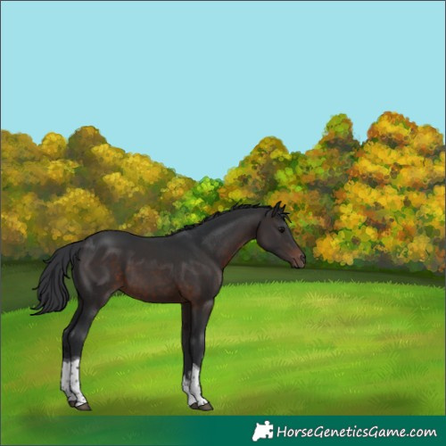 Horse Color:White Spotted Brown Tobiano 