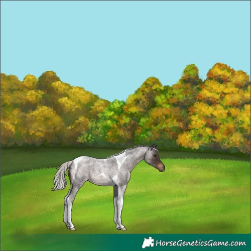 Horse Color:Silver Brown Roan Tobiano