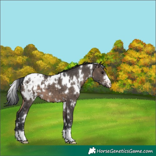 Horse Color:White Spotted Brown Dun Appaloosa 