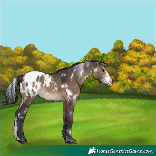 Horse Color:White Spotted Brown Dun Sabino Appaloosa 