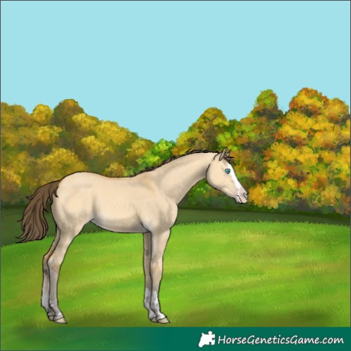 Horse Color:Amber Cream Champagne Dun Splash Rabicano 
