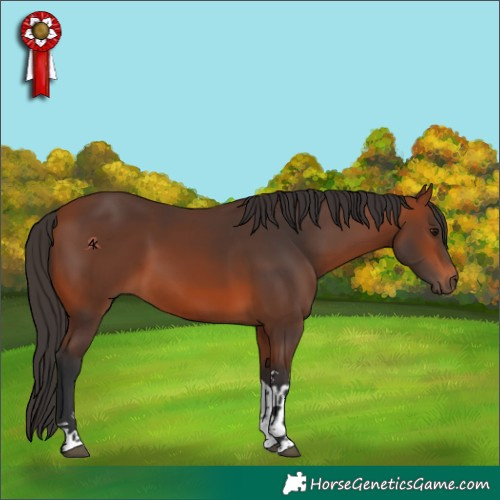 Horse Color:Bay Tobiano 