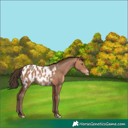 Horse Color:Amber Champagne Appaloosa 