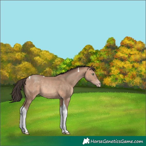 Horse Color:Amber Champagne Tobiano Rabicano 