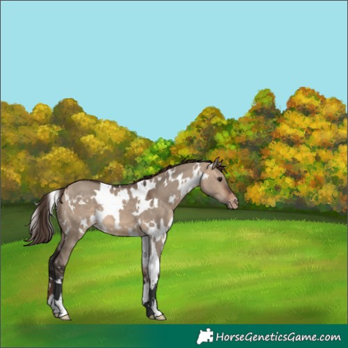 Horse Color:White Spotted Bay Dun Appaloosa 