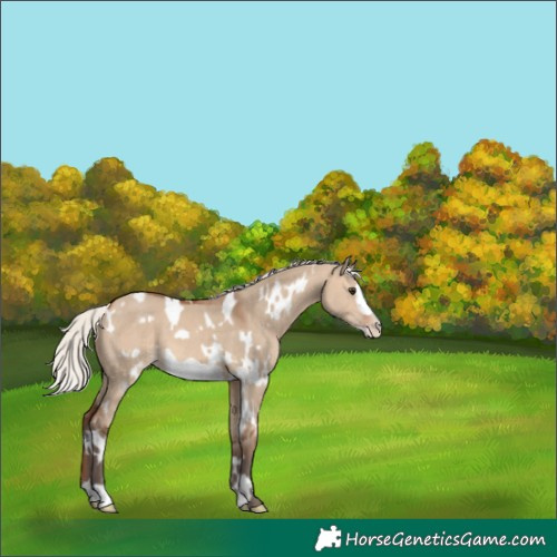 Horse Color:White Spotted Silver Brown Dun Frame Appaloosa 