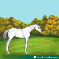 Horse Color:White Spotted Blue Onyx Frame Appaloosa Rabicano 