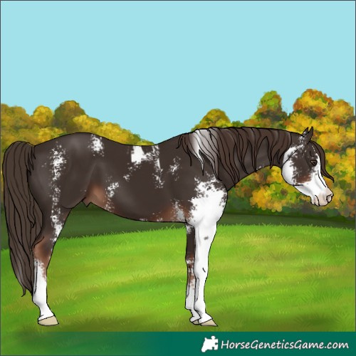 Horse Color:Liver Chestnut Sabino 