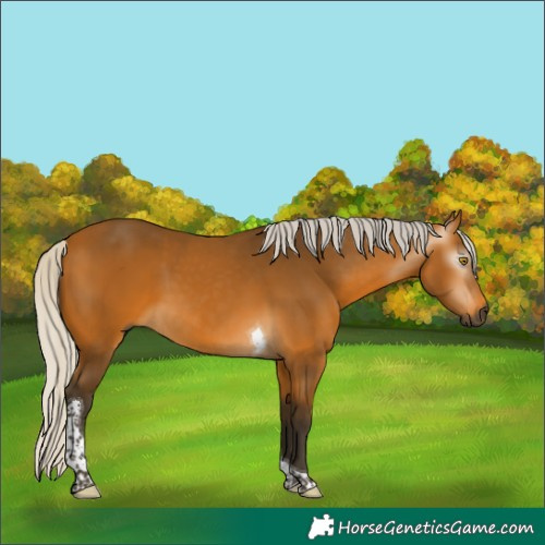 Horse Color:Gray Silver Buckskin Tobiano 