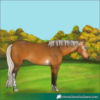 Horse Color:Gray Silver Buckskin Tobiano 