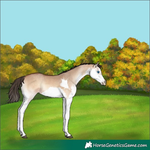 Horse Color:Bay Onyx Splash Rabicano 
