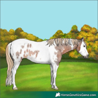 Horse Color:Gray Chocolate Palomino Roan Splash Tobiano Near Leopard 