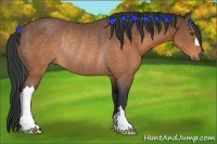 Horse Color:Buckskin Rabicano