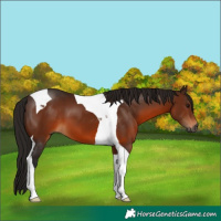 Horse Color:Gray Bay Tobiano 