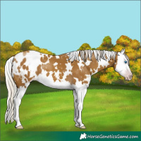 Horse Color:Gray White Spotted Silver Classic Cream Champagne Splash Blanket