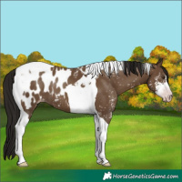 Horse Color:Gray Classic Champagne Sabino Tobiano Near Leopard 