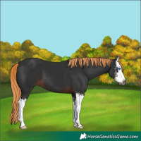 Horse Color:Gray Liver Chestnut Sabino Splash 