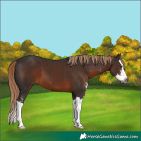 Horse Color:Gray Liver Chestnut Sabino Splash 