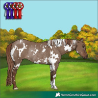 Horse Color:White Spotted Liver Red Dun Rabicano