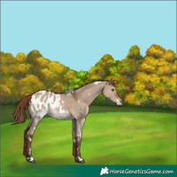 Horse Color:White Spotted Liver Red Dun Appaloosa 