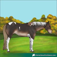 Horse Color:Liver Chestnut Tobiano Appaloosa