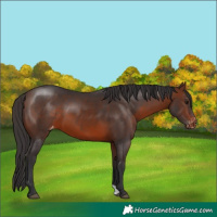 Horse Color:Brown Appaloosa