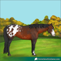 Horse Color:Brown Sabino Appaloosa