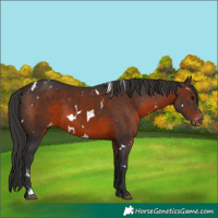 Horse Color:White Spotted Brown Sabino Appaloosa