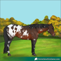 Horse Color:White Spotted Brown Appaloosa 