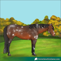 Horse Color:White Spotted Brown Appaloosa
