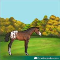 Horse Color:Brown Sabino Appaloosa