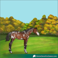 Horse Color:White Spotted Brown Sabino Rabicano 