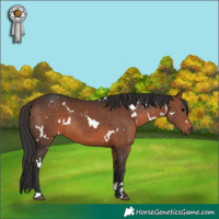 Horse Color:White Spotted Brown Rabicano 