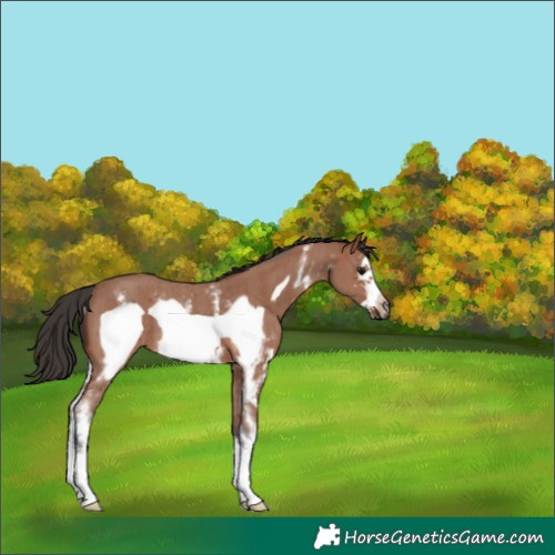 Horse Color:Bay Sabino Frame Rabicano 