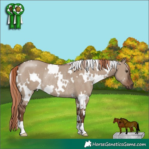 Horse Color:White Spotted Liver Red Dun Rabicano 