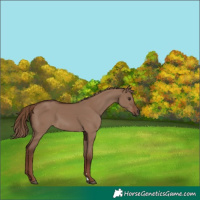 Horse Color:Liver Red Dun Rabicano 