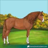 Horse Color:Chestnut 