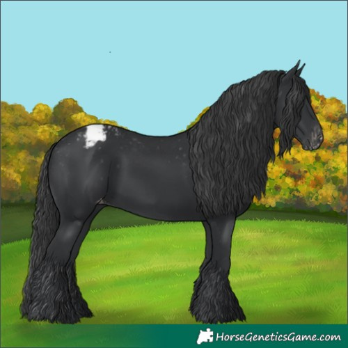 Horse Color:Black Appaloosa Rabicano 
