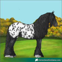 Horse Color:Black Appaloosa Rabicano 