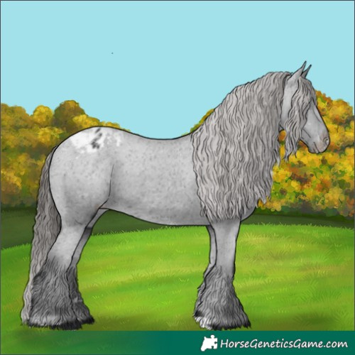 Horse Color:Black Appaloosa Rabicano 