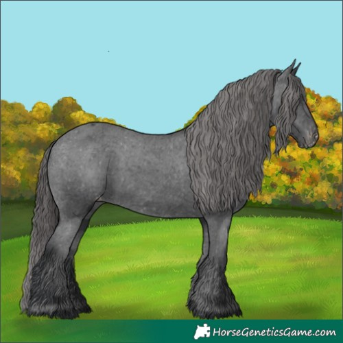 Horse Color:Black Appaloosa Rabicano 
