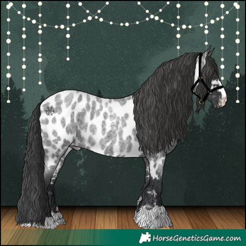 Horse Color:Blue Roan Appaloosa Rabicano 