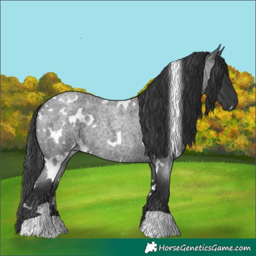 Horse Color:White Spotted Blue Roan Rabicano 